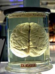 Les 12 lois du cerveau - Brain Rules - John Medina - cerveau