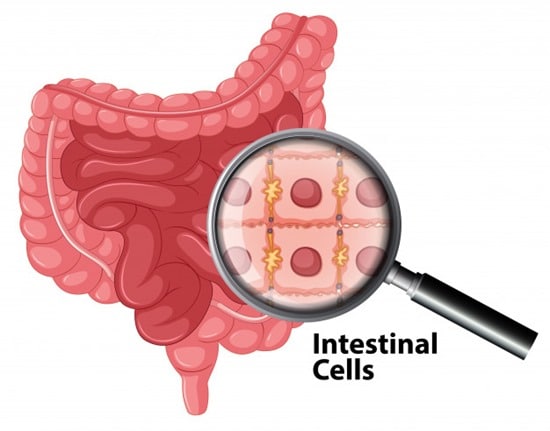 anatomie cellules intestinales alimentation troisième médecine