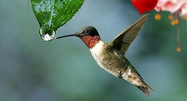 la légende du colibri permaculture humaine