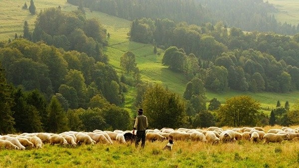 santiago le berge de l'alchimiste troupeau et mouton