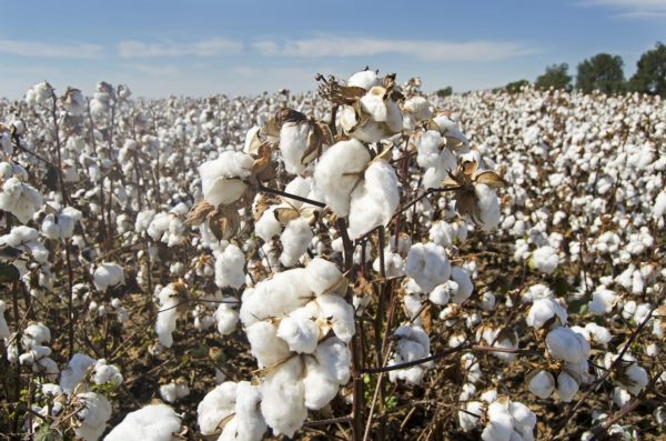 culture du coton dans l'industrie textile Yvon Chouinard