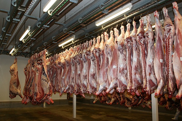 souffrance animale, manger de la viande