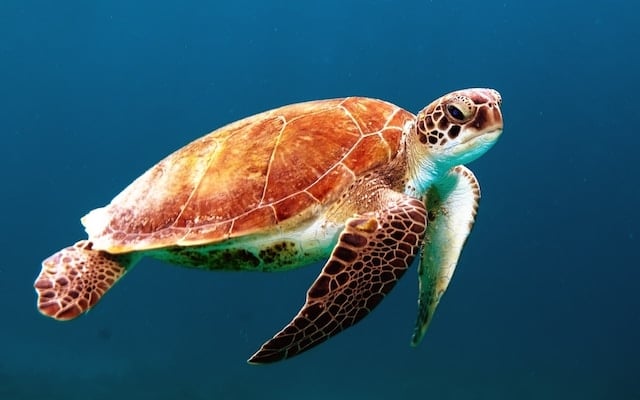 Une tortue en pleine mer.