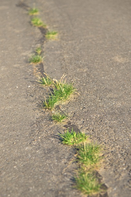 Un chemin d'herbe dans la route