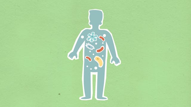 bactéries et microbiote intestinal chez l'homme 