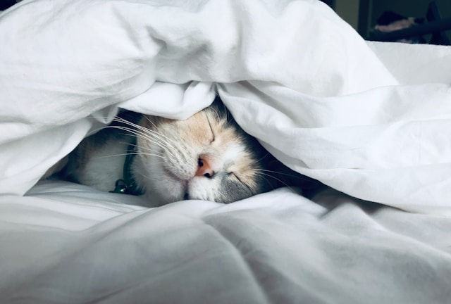 Chat en train de dormir&nbsp;: soumis au 24/7&nbsp;?