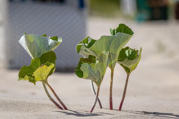 Résilience plantes qui poussent dans le sable
